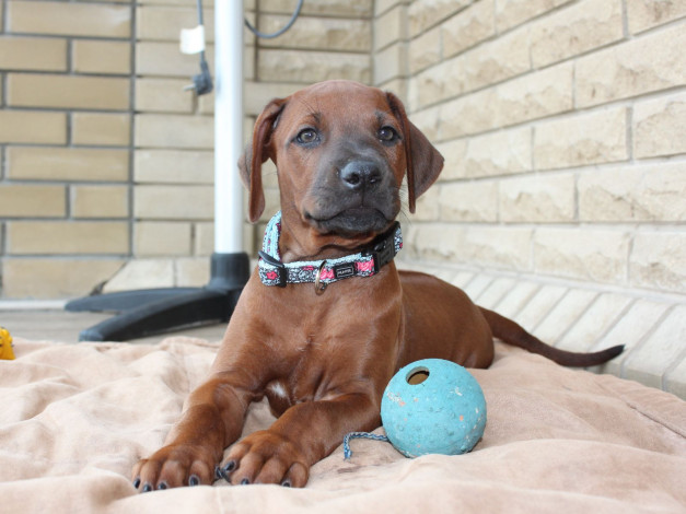 Обои картинки фото животные, собаки, ошейник, щенок, мяч