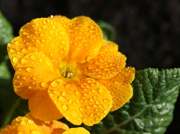 Обои картинки фото примула, цветы, примулы, желтый, капли