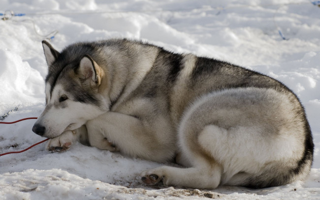 Обои картинки фото животные, собаки, хаски