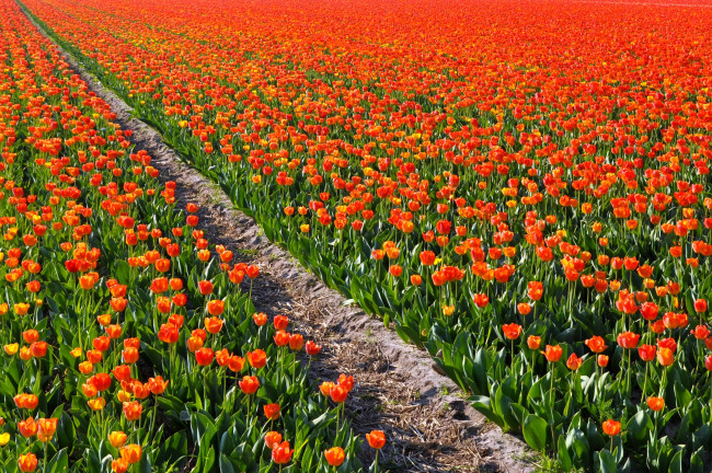 Обои картинки фото цветы, тюльпаны, много, красный