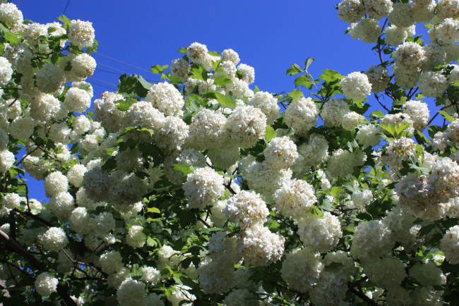 Обои картинки фото цветы, гортензия