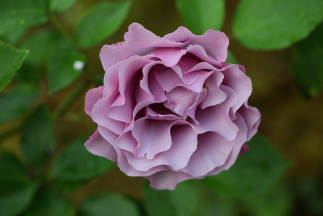 Обои картинки фото цветы, розы