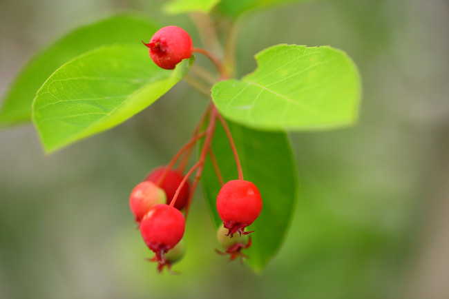 Обои картинки фото природа, Ягоды