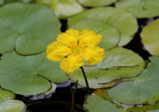 Обои картинки фото цветы, лилии, водяные, нимфеи, кувшинки