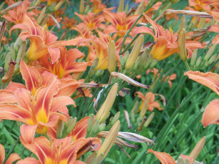 обоя цветы, лилии, лилейники