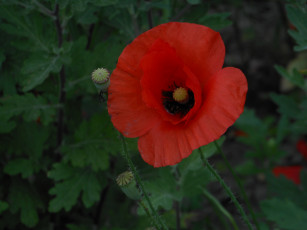 Картинка цветы маки мак