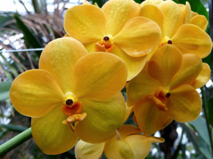 Картинка цветы орхидеи желтый