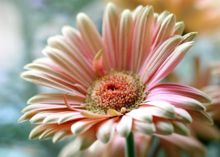 Картинка цветы герберы лепестки