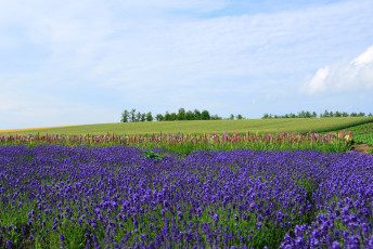 Картинка цветы лаванда
