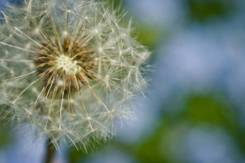 Картинка цветы одуванчики пушистый