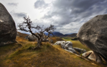 Картинка природа деревья холмы валуны трава дерево