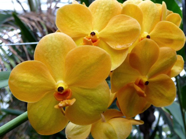 Обои картинки фото цветы, орхидеи, желтый