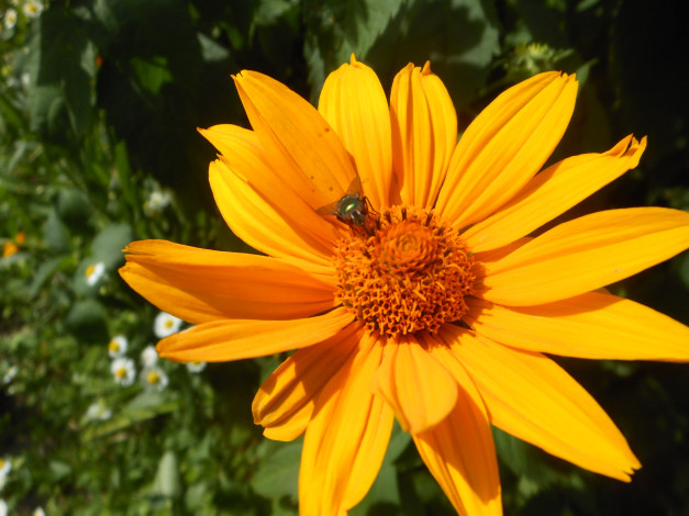 Обои картинки фото цветы, рудбекия, желтые