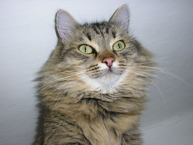 Обои картинки фото животные, коты, кошка