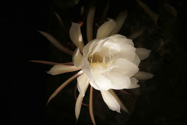 Обои картинки фото цветы, кактусы, бутон