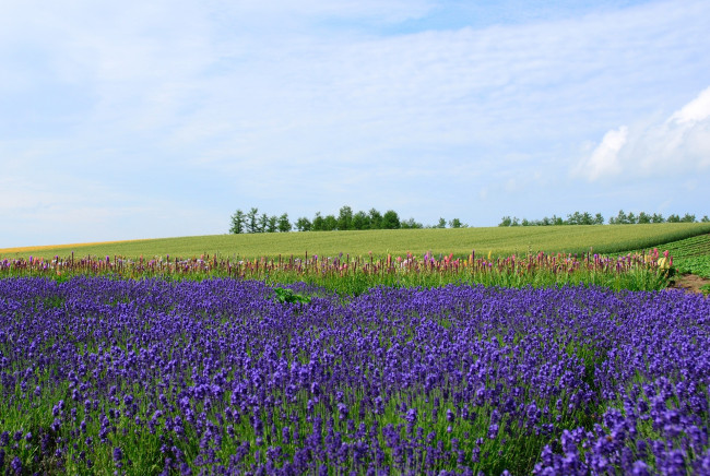 Обои картинки фото цветы, лаванда