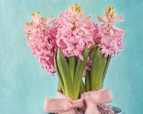 Картинка цветы гиацинты фон листья цветки розовые тесьма