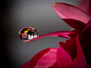 Картинка цветы герберы лепестки капля отражение