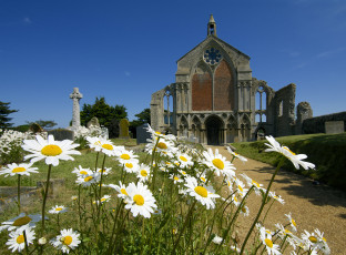 Картинка цветы ромашки солнечно