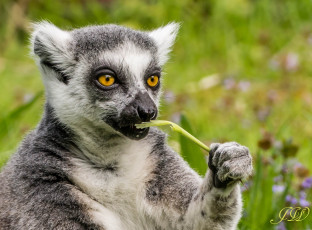 Картинка животные лемуры лемур взгляд