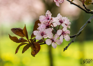 Картинка цветы цветущие+деревья+ +кустарники листья ветка весна фон