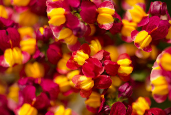 Картинка цветы львиный+зев мелкие яркие природа много