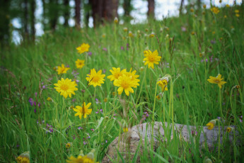 Картинка цветы луговые+ полевые +цветы лепестки желтые