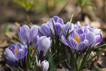 Картинка цветы крокусы лепестки весна