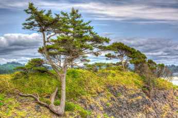 Картинка природа деревья сосна облака горы