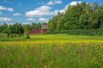 Картинка природа луга bethlehem new hampshire вифлеем нью-гэмпшир луг цветы деревья дома