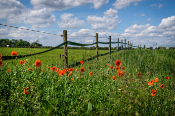Картинка природа луга трава цветы