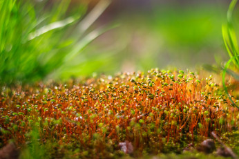 Картинка природа макро мох
