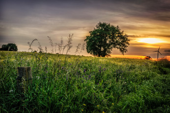 Картинка природа пейзажи поле трава дерево тучи свет