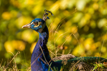 Картинка животные павлины птица портрет павлин