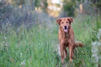 Картинка животные собаки луг трава собака взгляд
