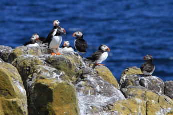 Картинка животные тупики берег море скала