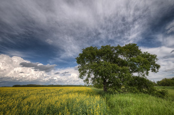 Картинка природа деревья дерево поле