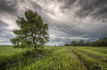 Картинка природа деревья дерево поле