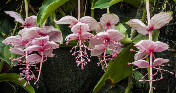 Картинка цветы тропики мединилла великолепная