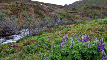 Картинка природа реки озера ручей овраг