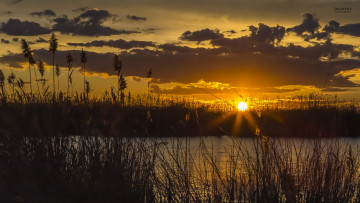 Картинка природа восходы закаты камыш облака небо закат вечер