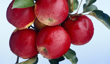 Картинка природа плоды ветка яблоки