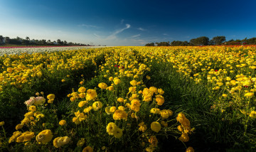 Картинка цветы ранункулюс+ азиатский+лютик поле