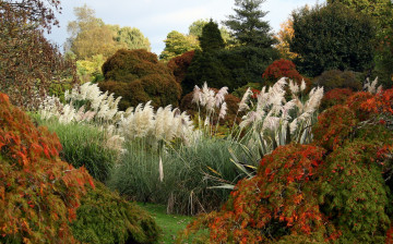 Картинка природа парк кусты деревья осень