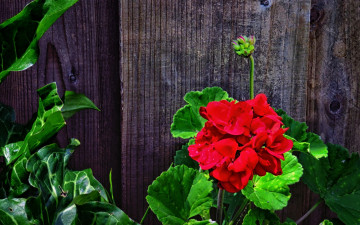 Картинка цветы герань зеленые листья стебли забор красная доски
