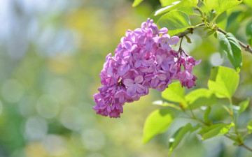 Картинка цветы сирень соцветие ветка