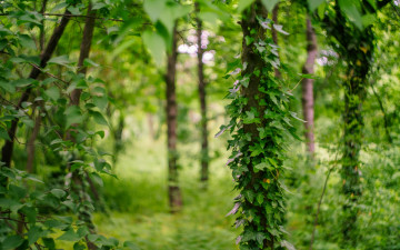 Картинка природа листья плющ растения зелень