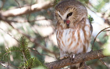 Картинка животные совы североамериканский мохноногий сыч сова птица ветка