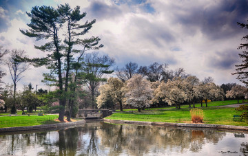 Картинка природа парк озеро весна деревья небо