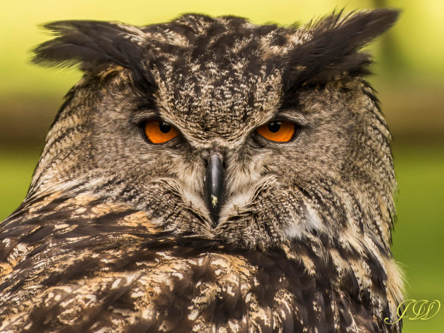 Обои картинки фото животные, совы, филин, портрет, взгляд